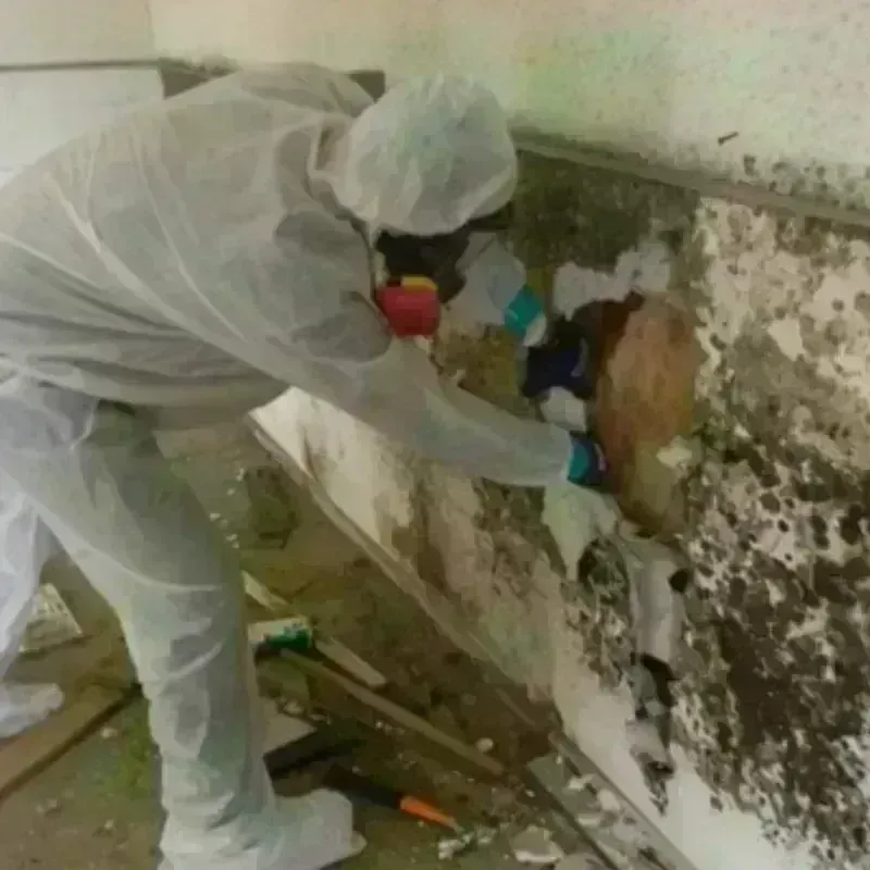 Mold Remediation and Removal in Geneva, NY